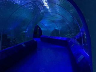 Paneles de acrílico de 180 o 90 grados para túnel de acuario