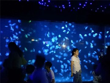 Acuario de las medusas de acrílico 2018 de vidrio